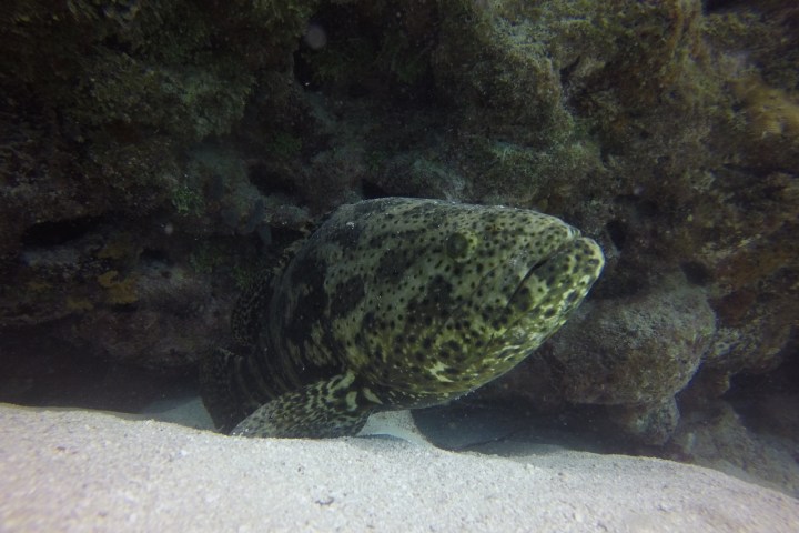 a close up of a fish