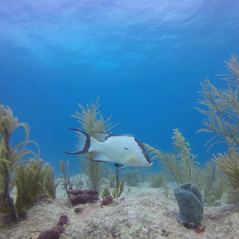 underwater view of a bird
