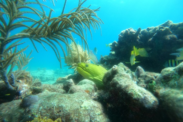 underwater view of a coral