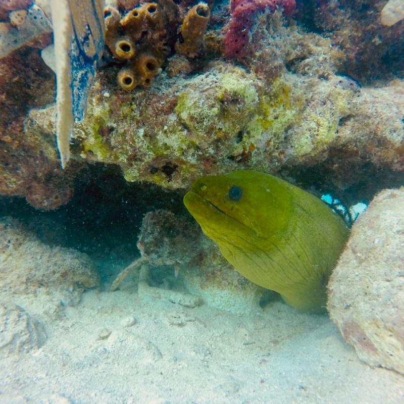 a fish swimming under water