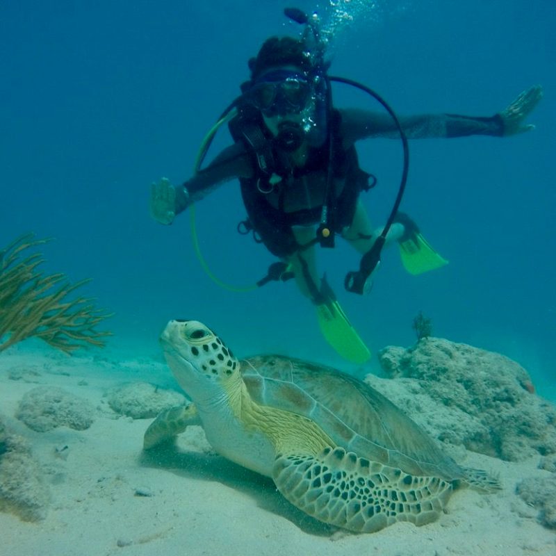 underwater view of the ocean