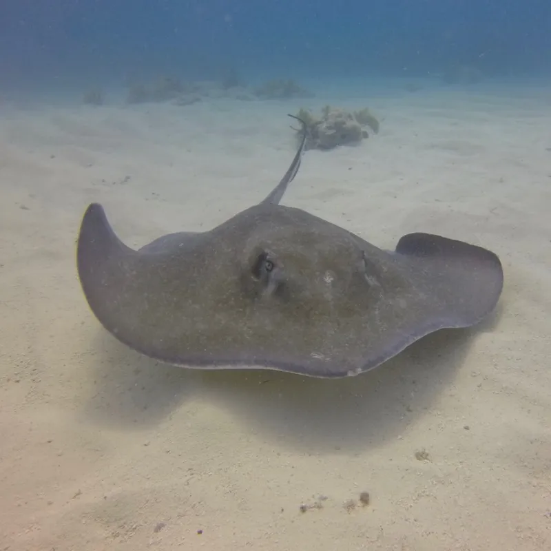 a fish swimming under water